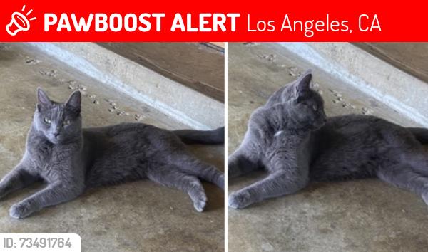 Lost Female Cat last seen Tupper st/Natick Ave, Los Angeles, CA 91343
