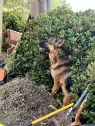 Lost Female Dog last seen Nicolas Rd., Temecula, CA 92591