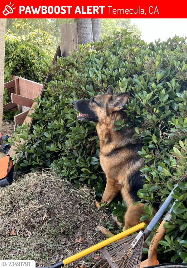 Lost Female Dog last seen Nicolas Rd., Temecula, CA 92591