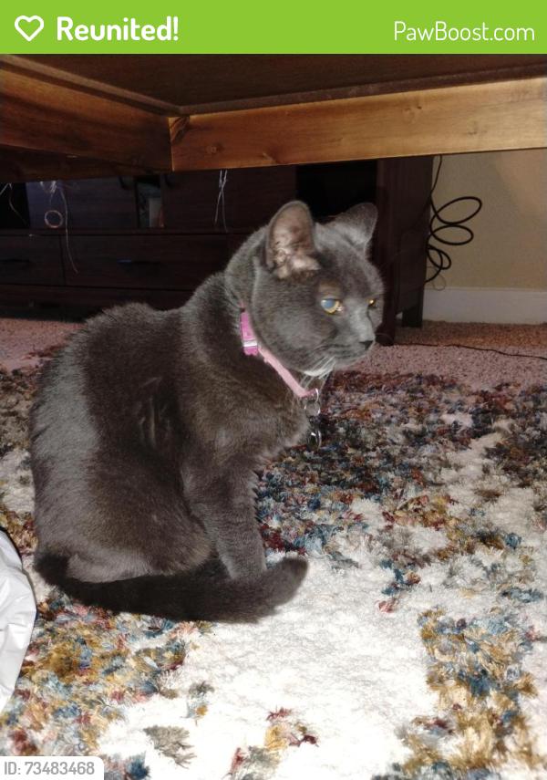 Reunited Female Cat last seen Greenwood Forest apmt, Houston, TX 77066