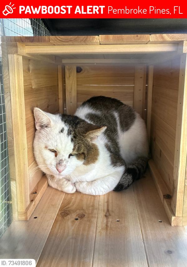 Lost Male Cat last seen Johnson st & Taft st & 87 way., Pembroke Pines, FL 33025