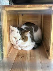 Lost Male Cat last seen Johnson st & Taft st & 87 way., Pembroke Pines, FL 33025