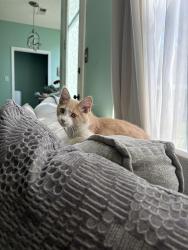 Lost Male Cat last seen Near old Davidson place NW, concord, NC 28027, Concord, NC 28027
