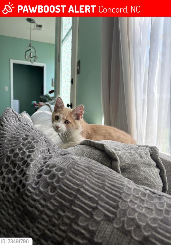 Lost Male Cat last seen Near old Davidson place NW, concord, NC 28027, Concord, NC 28027