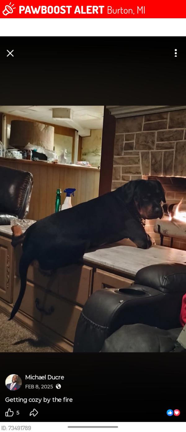 Lost Male Dog last seen Lapeer rd, Burton, MI 48519
