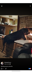 Lost Male Dog last seen Lapeer rd, Burton, MI 48519