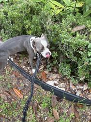 Reunited Male Dog last seen Near SE 1st Ave, Williston, FL 32696, USA, Williston, FL 32696