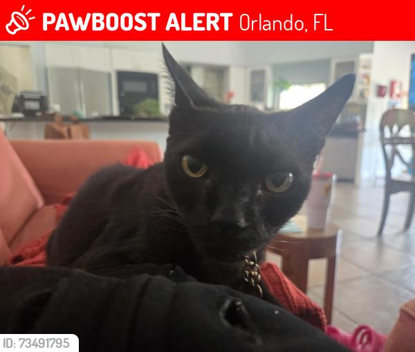 Lost Male Cat last seen Edgeworth Dr & Woodgreen Dr, Orlando, FL 32819