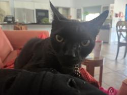 Lost Male Cat last seen Edgeworth Dr & Woodgreen Dr, Orlando, FL 32819