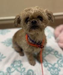 Shelter Stray Female Dog last seen 70th / Prescott, PORTLAND, OR, 97218, 1700 W Historic Columbia River Hwy, Troutdale, OR 97060, USA
