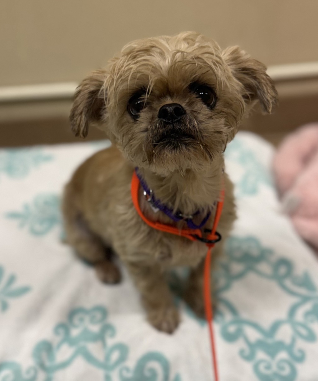 Shelter Stray Female Dog last seen 70th / Prescott, PORTLAND, OR, 97218, 1700 W Historic Columbia River Hwy, Troutdale, OR 97060, USA