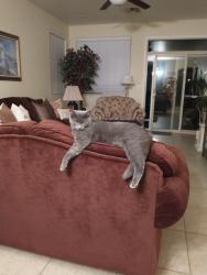 Lost Female Cat last seen Yuma Rd and Citrus Rd, Goodyear, AZ 85338