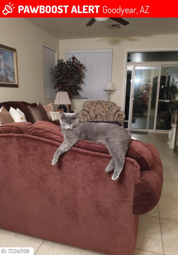 Lost Female Cat last seen Yuma Rd and Citrus Rd, Goodyear, AZ 85338