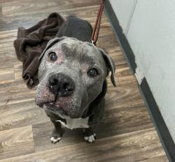 Shelter Stray Male Dog last seen Not Provided. 