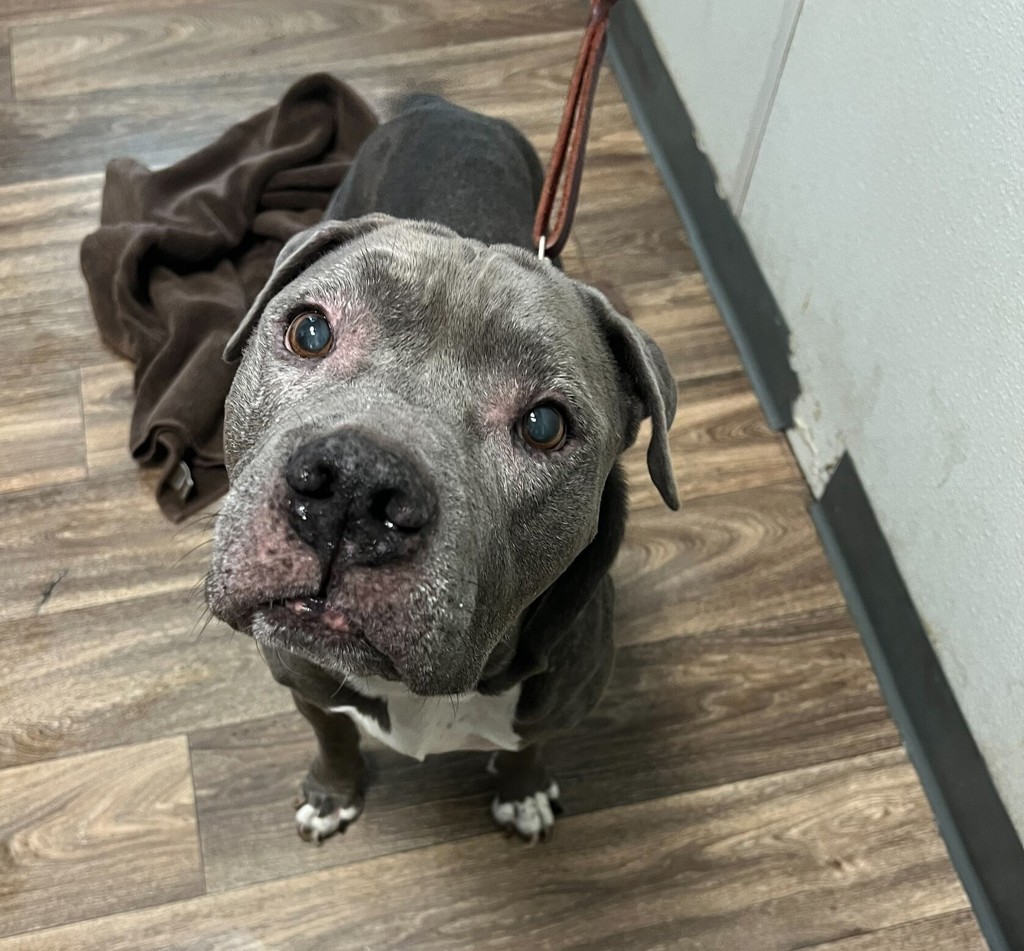 Shelter Stray Male Dog last seen Not Provided. 