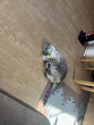Lost Female Cat last seen Kemper, San Diego, CA 92110