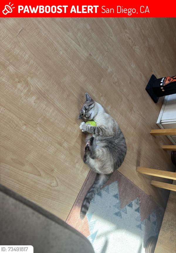 Lost Female Cat last seen Kemper, San Diego, CA 92110
