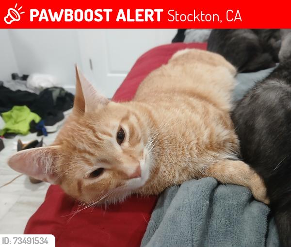 Lost Male Cat last seen Pershing Ave, Stockton, CA 95207