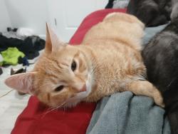 Lost Male Cat last seen Pershing Ave, Stockton, CA 95207
