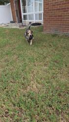 Found/Stray Male Dog last seen Norwich Manor, Norfolk, VA 23505