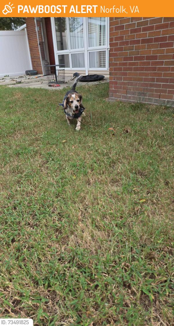Found/Stray Male Dog last seen Norwich Manor, Norfolk, VA 23505