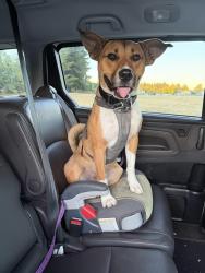 Lost Male Dog last seen 21st & Bliss rd, Vancouver, WA 98685