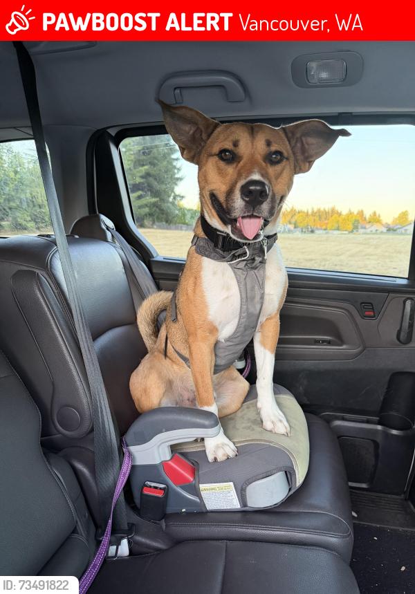 Lost Male Dog last seen 21st & Bliss rd, Vancouver, WA 98685