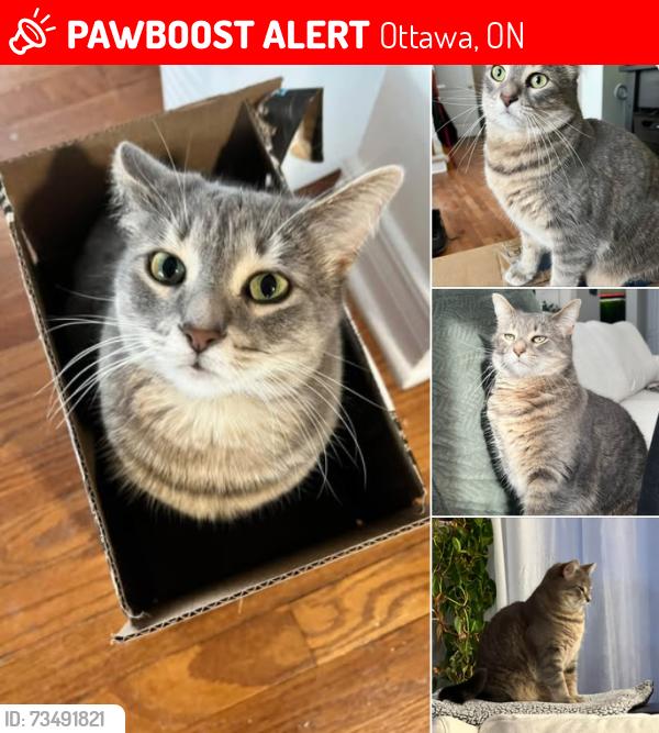 Lost Female Cat last seen Sangria way and Baroness st., Ottawa, ON 
