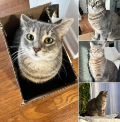 Lost Female Cat last seen Sangria way and Baroness st., Ottawa, ON 