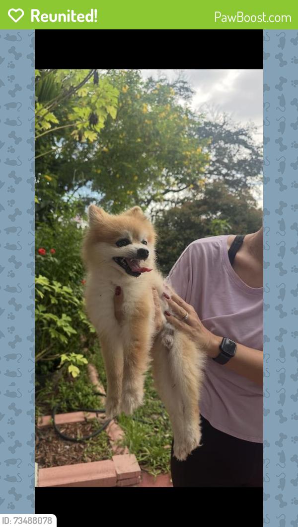 Reunited Male Dog last seen Near SW 95th Ave, Miami, FL 33165, USA, Miami, FL 33165