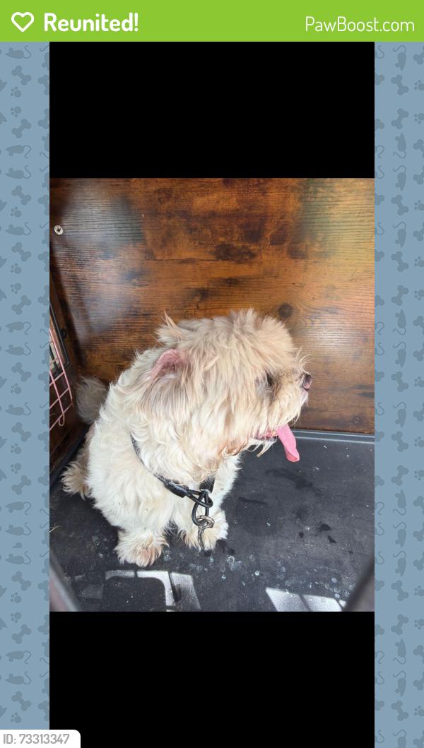 Reunited Male Dog last seen Near SW 95th Ave, Miami, FL 33165, USA, Miami, FL 33165