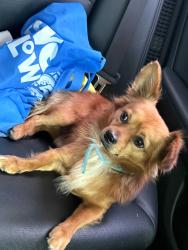 Reunited Male Dog last seen South White Ave and Rancho Valley Dr, Pomona, CA 91766
