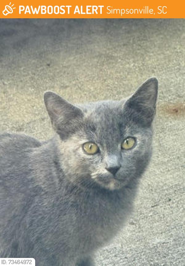 Found/Stray Unknown Cat last seen Woodruff road Five Forks, Simpsonville, SC 29681