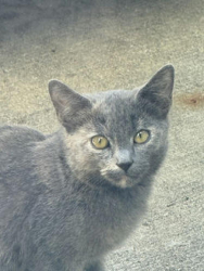 Found/Stray Unknown Cat last seen Woodruff road Five Forks, Simpsonville, SC 29681