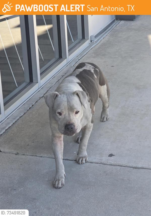 Found/Stray Male Dog last seen ironwood bingo, San Antonio, TX 78228