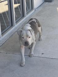 Found/Stray Male Dog last seen ironwood bingo, San Antonio, TX 78228