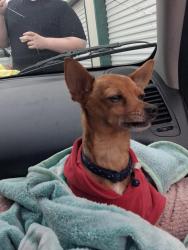 Reunited Female Dog last seen Francis, Spokane, WA 99217