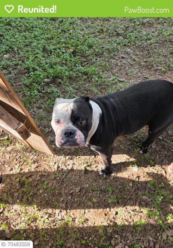 Reunited Female Dog last seen Brodie ln, Austin, TX 78749
