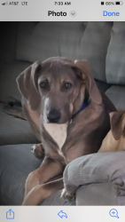 Reunited Female Dog last seen Crescent Dr between Holly and Sunset, Sherman, TX 75092