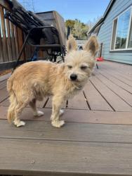 Reunited Male Dog last seen Lincoln Rd by HF Sinclair, Spokane, WA 99217
