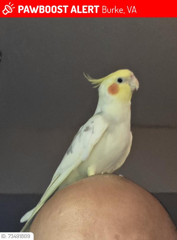 Lost Male Bird last seen Halstead Burke, Burke, VA 22015
