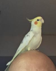 Lost Male Bird last seen Halstead Burke, Burke, VA 22015