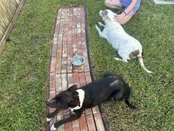 Found/Stray Female Dog last seen Terrace bend and Kavanaugh, Cypress, TX 77429
