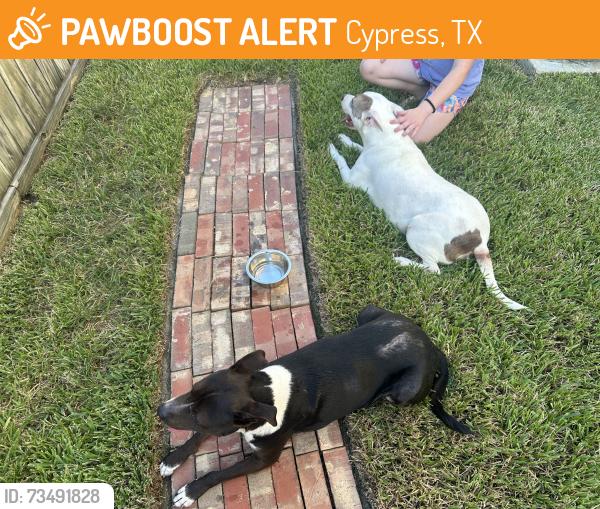 Found/Stray Female Dog last seen Terrace bend and Kavanaugh, Cypress, TX 77429