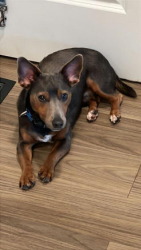 Reunited Male Dog last seen Trails Edge Drive near Lehigh Station Road / East River Road, Henrietta, NY 14586