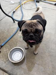 Reunited Male Dog last seen Devonshire, Hemet, CA 92544