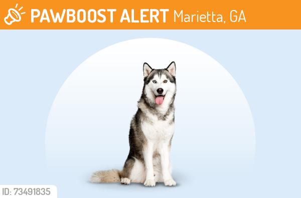 Found/Stray Unknown Dog last seen Laurel Hills Preserve, building 12, Marietta, GA 30066