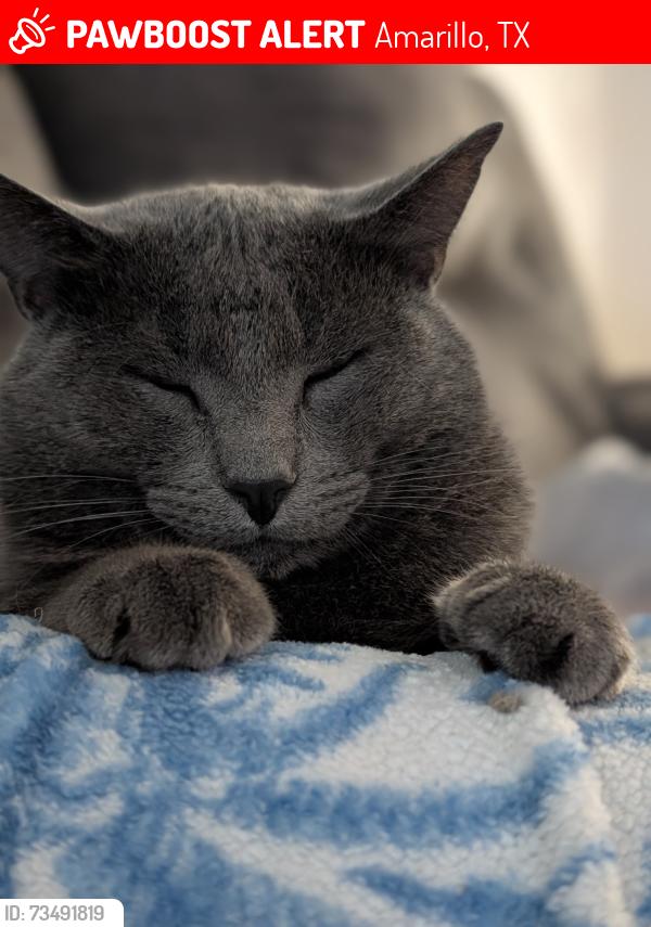 Lost Male Cat last seen 2219/2590, Amarillo, TX 79119