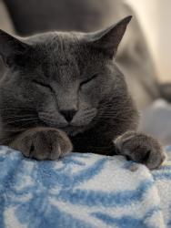 Lost Male Cat last seen 2219/2590, Amarillo, TX 79119