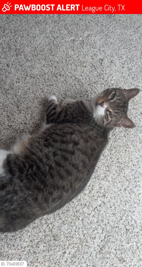 Lost Male Cat last seen Gran canary drive, League City, TX 77573